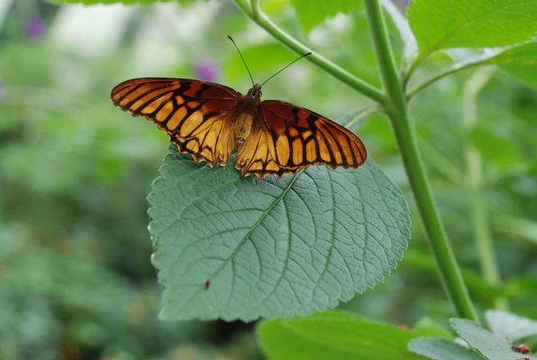 Butterfly Garden in Monteverde