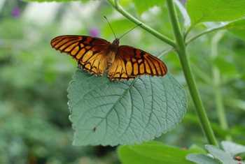 Butterfly Garden