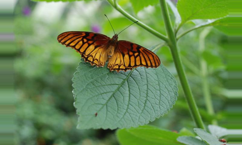 Costa Rica Tours Butterfly Garden Monteverde