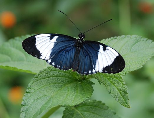 Butterfly Garden in Monteverde