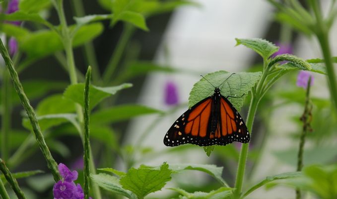 Butterfly Garden in Monteverde