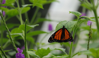 Butterfly Garden photo 5