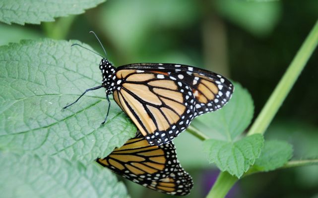 Butterfly Garden in Monteverde