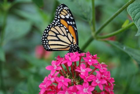 Jardín de mariposas