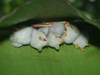 Monteverde Bat Jungle photo 3