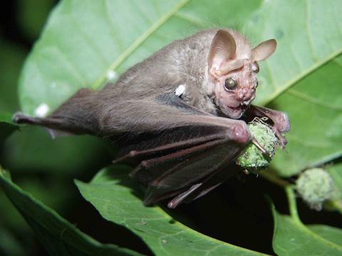 Monteverde Bat Jungle