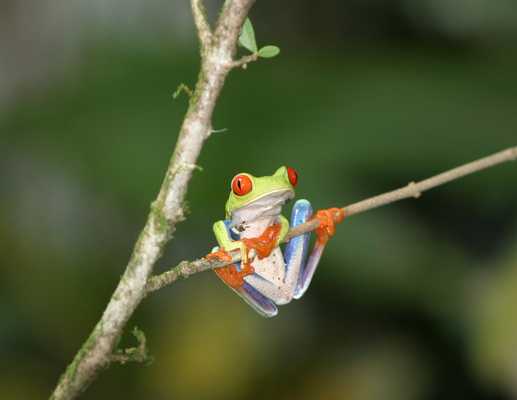 A day with Nature: Suspension Bridges, Butterfly Garden, Amphibian & Snake Exhibits, Lunch