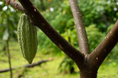 2-in-1 Hanging Bridges & Chocolate Tour