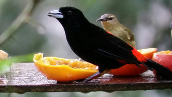 2 in 1 Hanging Bridges and La Fortuna Waterfall photo 5