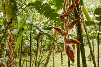 2 in 1 Hanging Bridges and La Fortuna Waterfall photo 4
