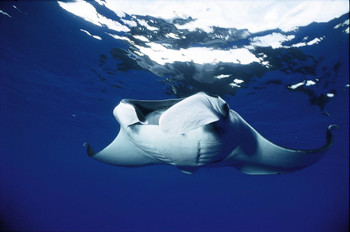 Scuba Diving Manuel Antonio photo 4