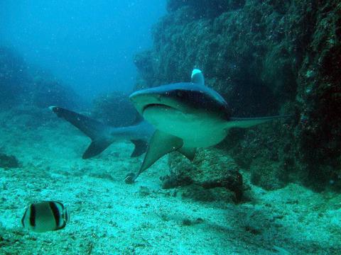 Scuba Diving Manuel Antonio Costa Rica