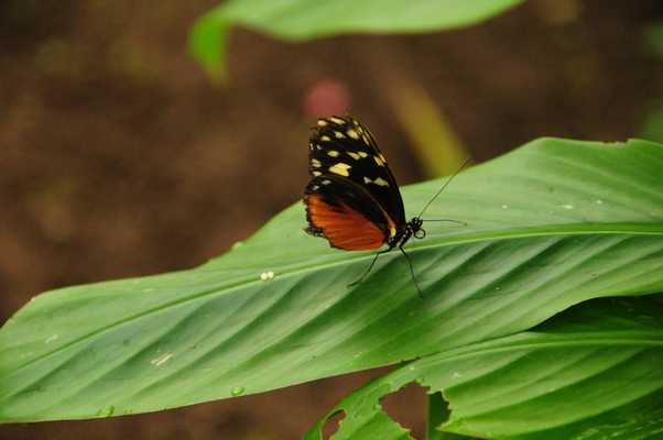 Zip Lines, Butterflies and Hummingbirds