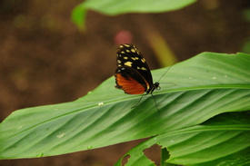Zip Lines, Butterflies and Hummingbirds