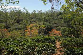 Espiritu Santo Coffee Tour