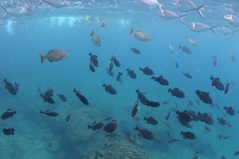 Snorkeling Marino Ballena Costa Rica