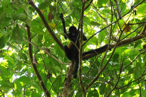 Corcovado National Park Day Tour Costa Rica