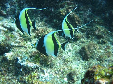 Caño Island Snorkeling Costa Rica