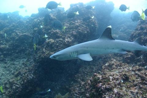Caño Island Snorkeling & Violines Island Costa Rica