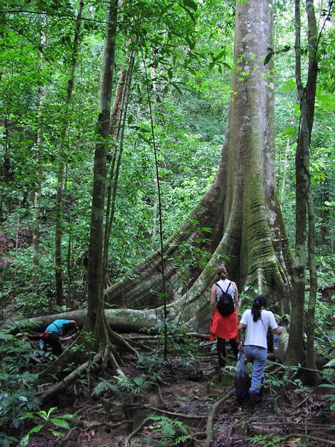 Corcovado National Park San Pedrillo Station
