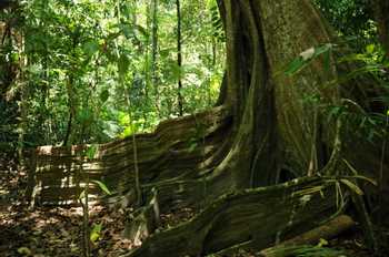 Corcovado National Park San Pedrillo Station