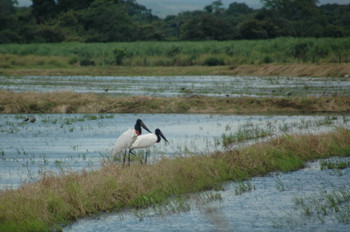 Tour por el Parque Nacional Palo Verde  photo 5