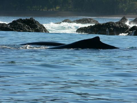 Whale Watching Tour Costa Rica
