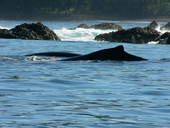 Whale Watching Tour photo 5