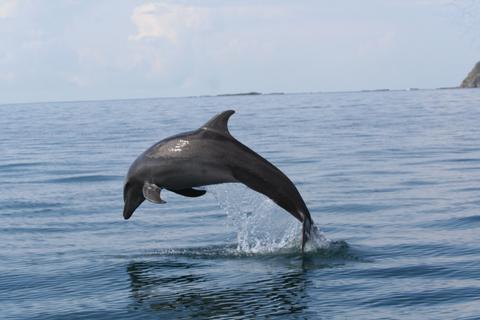 Whale Watching Tour Costa Rica