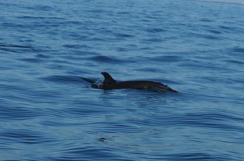 Whale Watching Tour Costa Rica