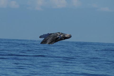Whale Watching Tour Costa Rica