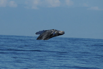 Whale Watching Tour photo 3