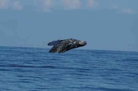 Whale Watching Tour photo 3
