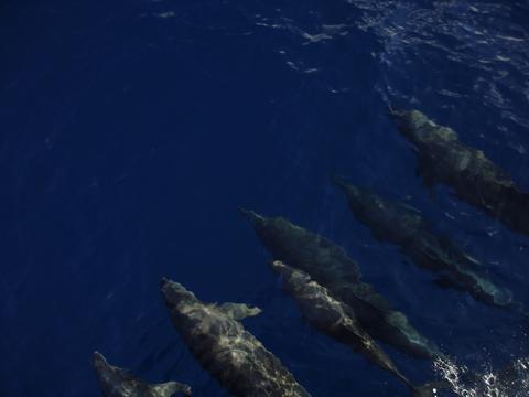 Whale Watching Tour Costa Rica