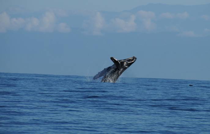 Whale Watching Tour, Costa Rica