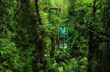 Rain Forest Birding Tour