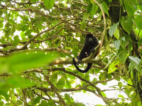 3-in-1 Safari Float, La Fortuna Waterfall, and Chocolate Tour Costa Rica