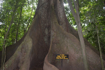 3 in 1 Hanging Bridges, La Fortuna Waterfall and Volcano Hike photo 5