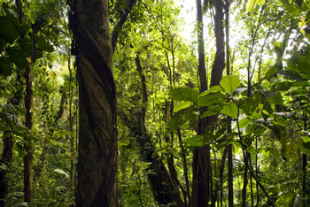 3 in 1 Hanging Bridges, La Fortuna Waterfall and Volcano Hike photo 4