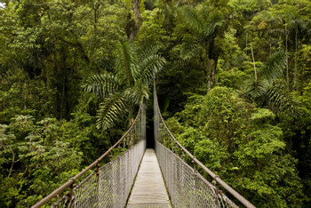 3 in 1 Hanging Bridges, La Fortuna Waterfall and Volcano Hike photo 3