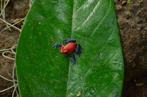 3 in 1 Safari Float, La Fortuna Waterfall and Volcano Hike Costa Rica