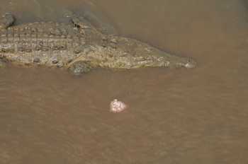 Jungle Crocodile Safari