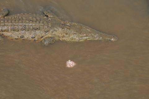 Jungle Crocodile Safari Costa Rica