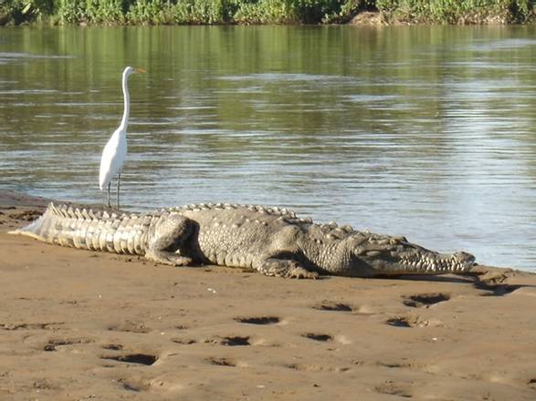 Jungle Crocodile Safari, Costa Rica