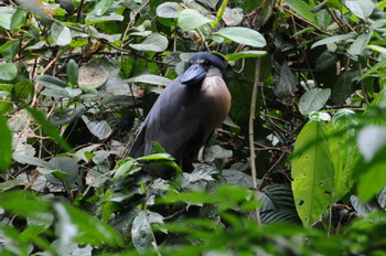 Ecocentro Danaus photo 3