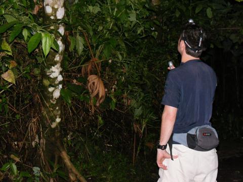 Arenal Oasis Frog Watching Night Tour Costa Rica