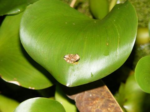 Arenal Oasis Frog Watching Night Tour Costa Rica
