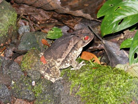 Arenal Oasis Frog Watching Night Tour Costa Rica