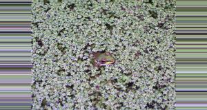 Costa Rica Arenal Oasis Frog Watching Night Tour