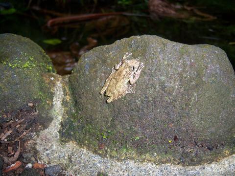 Arenal Oasis Frog Watching Night Tour Costa Rica